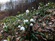 78 Campanelle di Primavera (Leucojum Vernum)